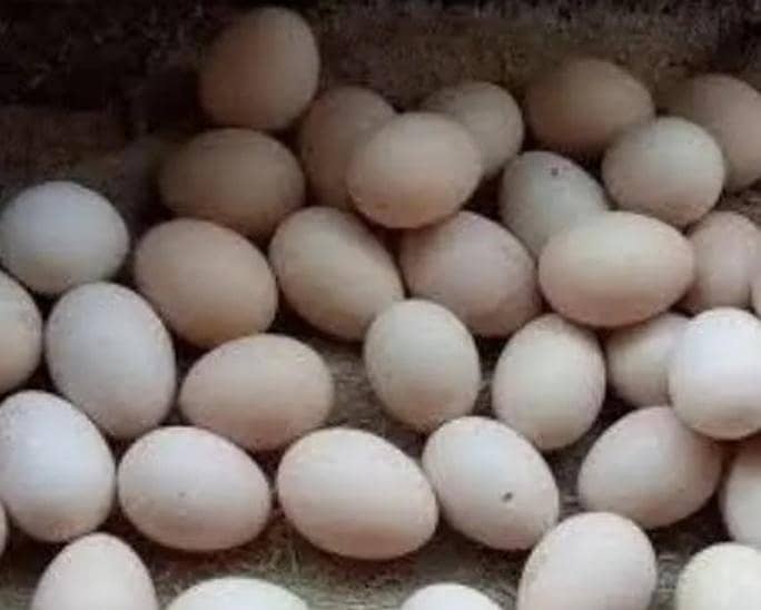 Aseel eggs  0