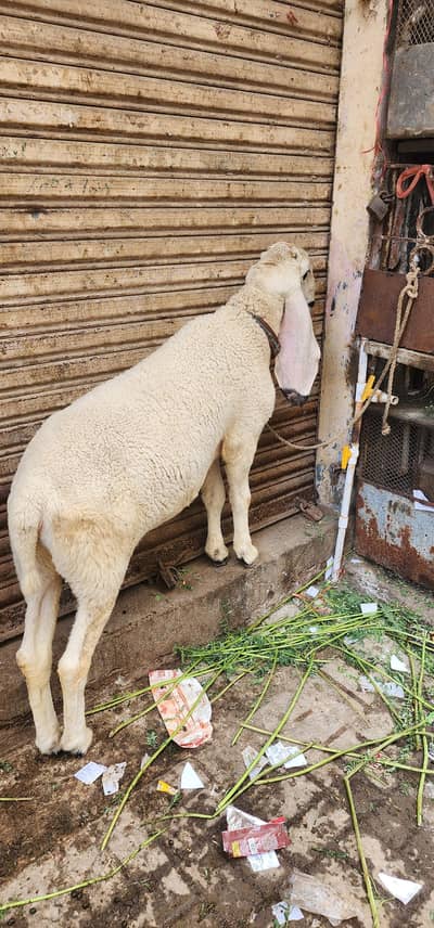 Dhumba For Sell