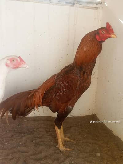 Peela Zehreela Home Breed