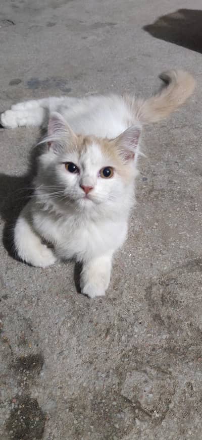 Cute CAT 