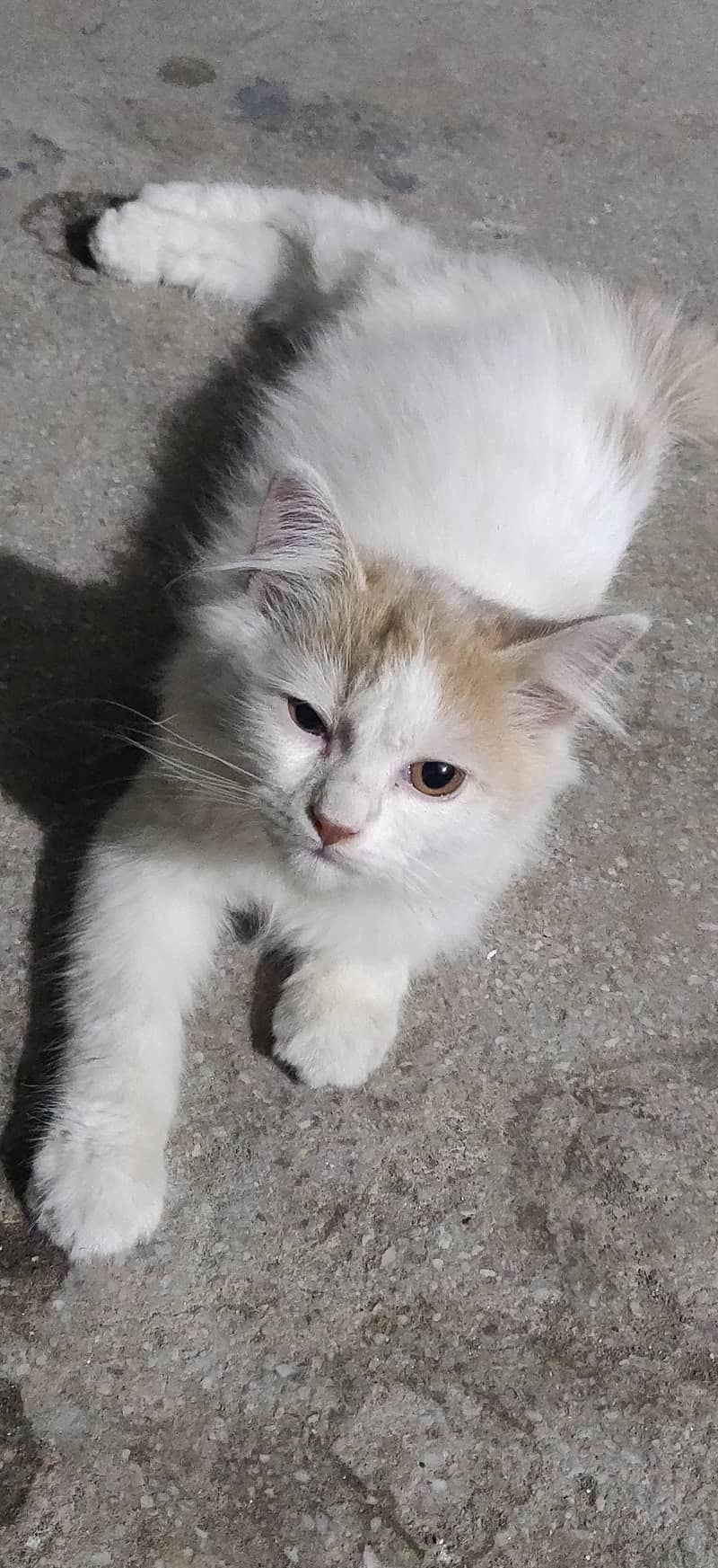 Cute CAT  1