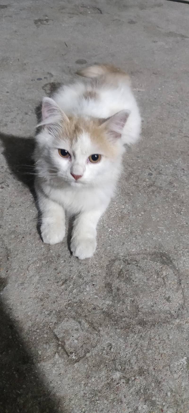 Cute CAT  2