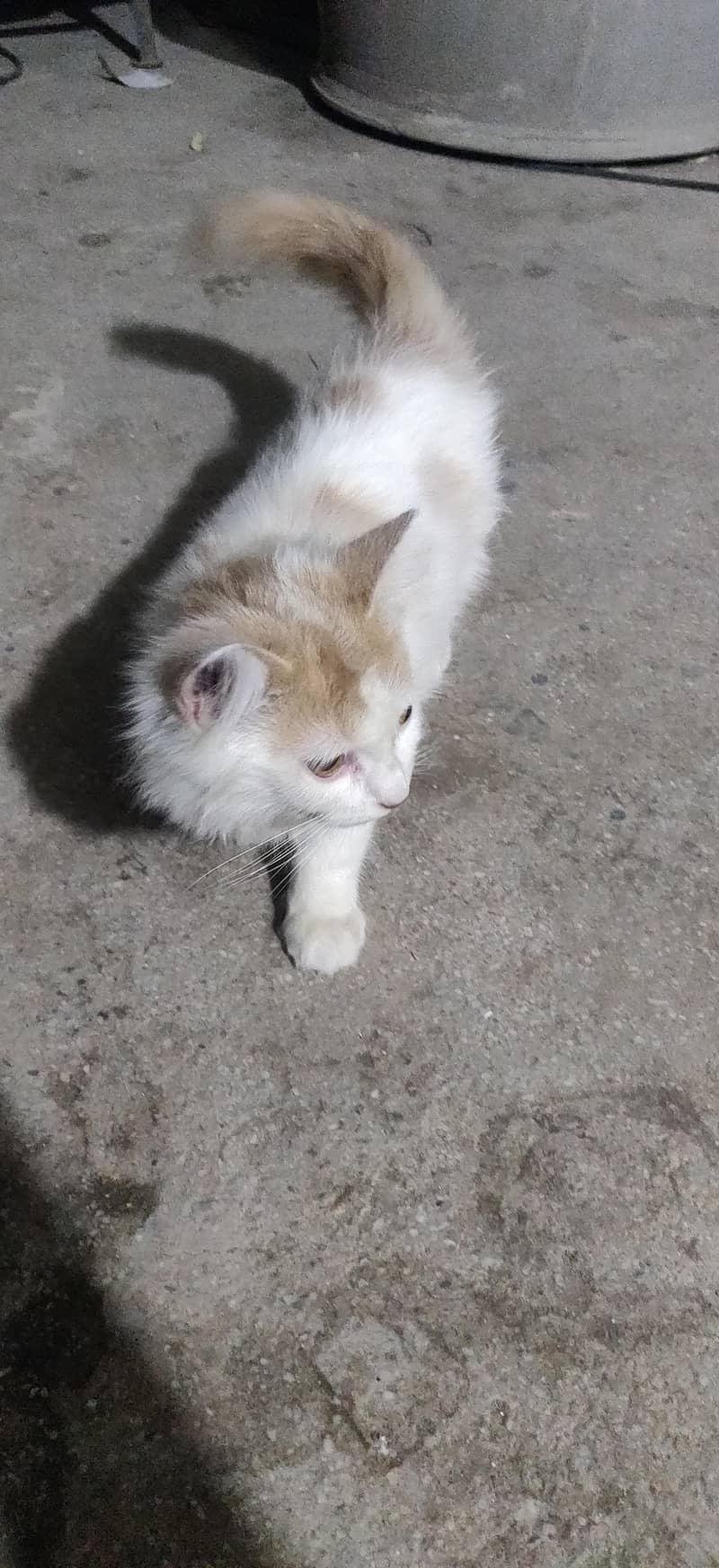 Cute CAT  3