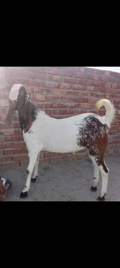 urgent sale. . 03027350122