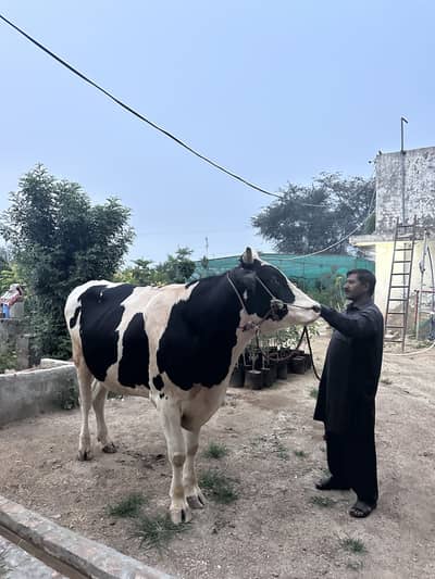 Fresian Mix Bachra, Bull for sale