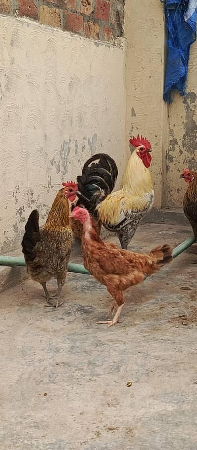 mishri hen