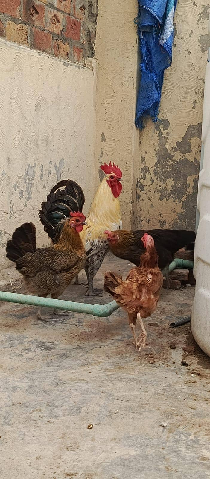 mishri hen 1