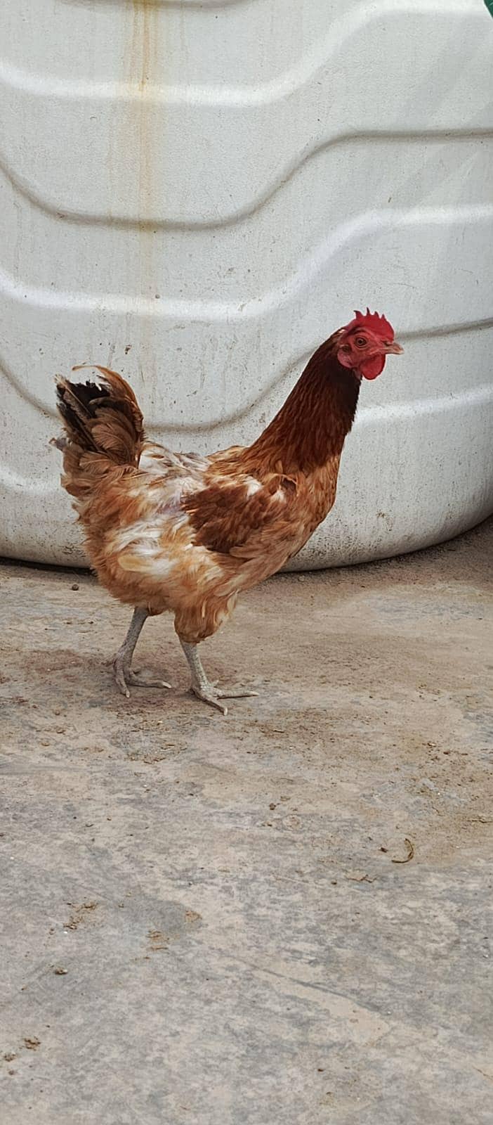 mishri hen 2