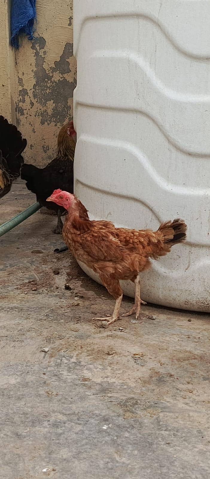 mishri hen 3