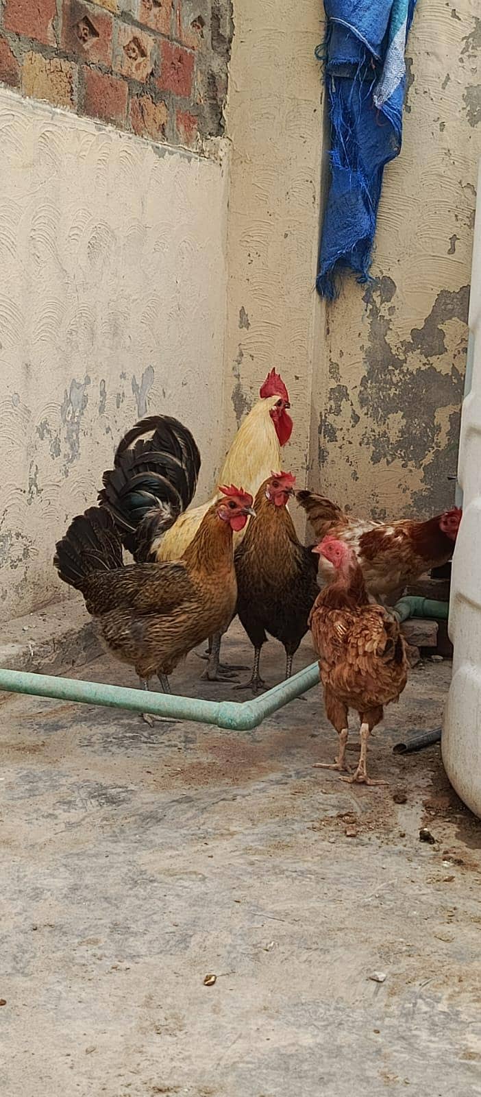 mishri hen 4