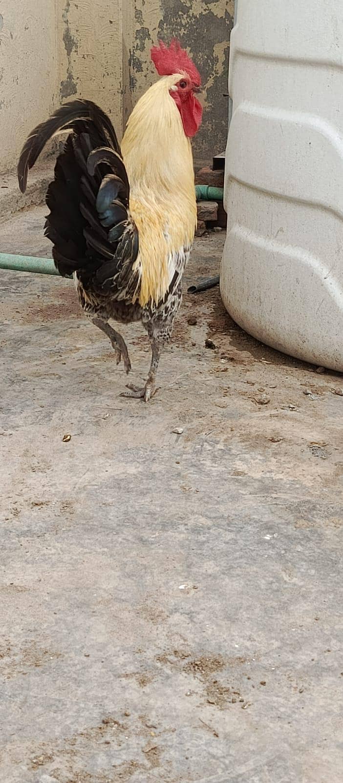 mishri hen 5