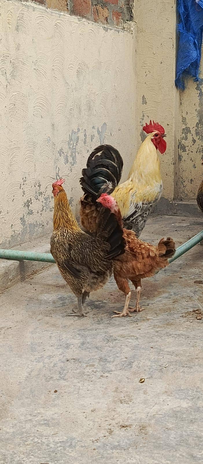 mishri hen 6