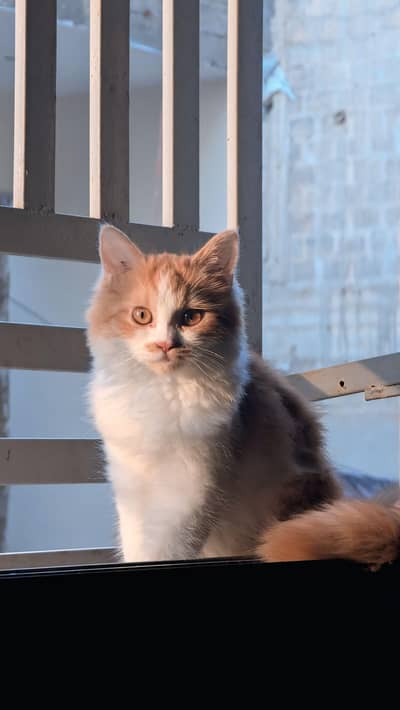  **Persian Kitten For Sale** 