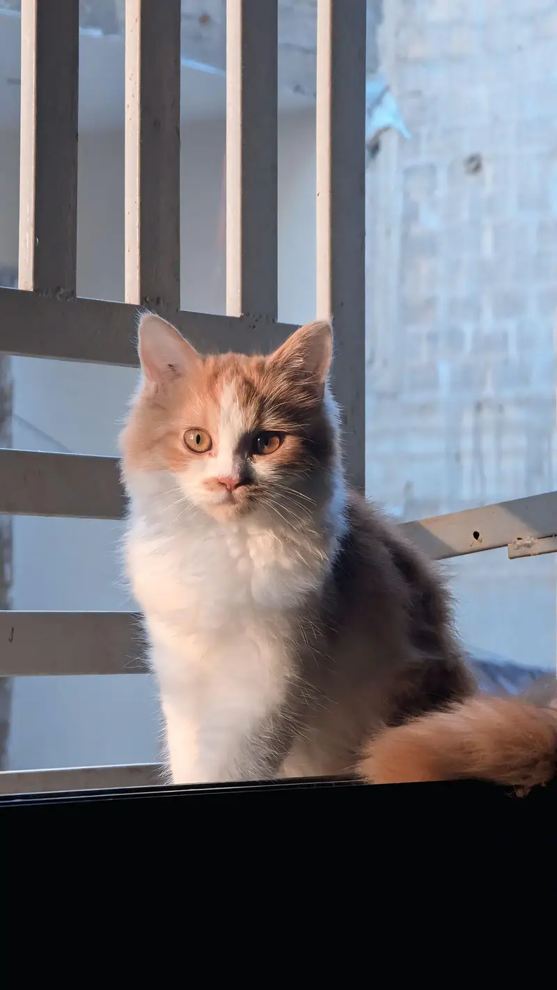  **Persian Kitten For Sale** 