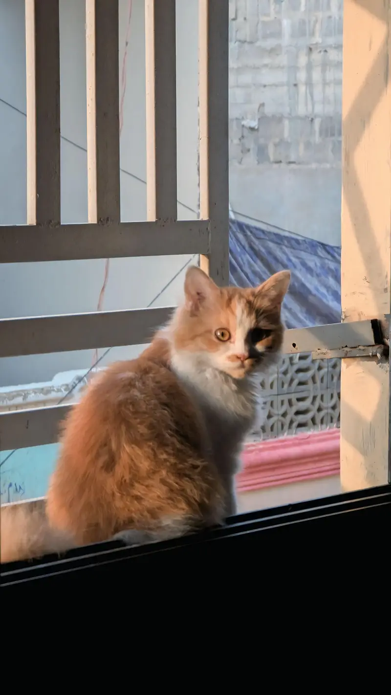  **Persian Kitten For Sale**  — photo 2