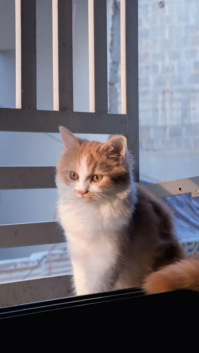  **Persian Kitten For Sale**  — photo 3