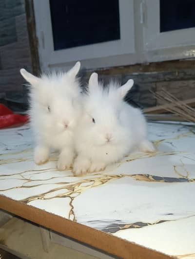 lion head dwarf bunnies