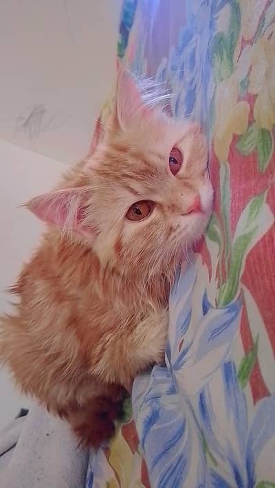 Persian cat for sale