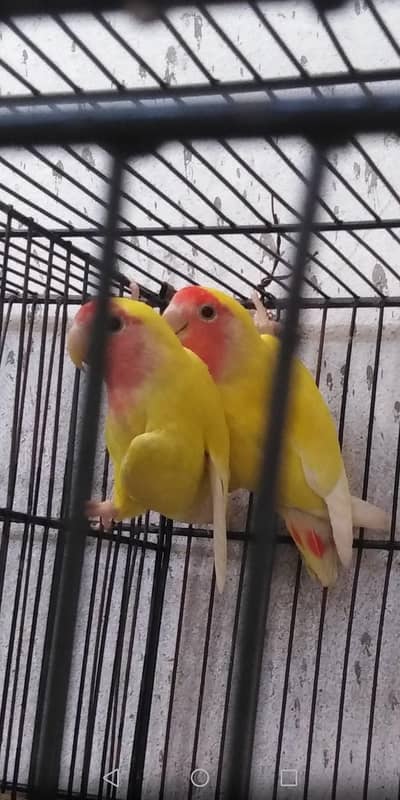 Male exchange with female with same blood line and one cage
