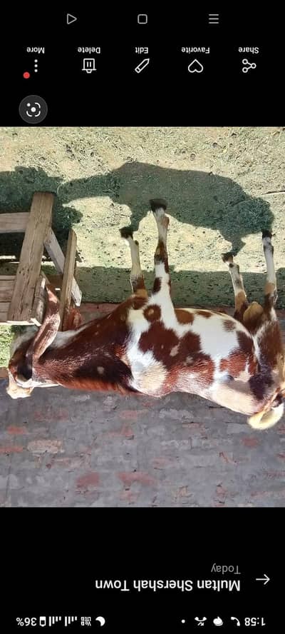 Bakra urgent sale. . contact me. . . . 03027350122
