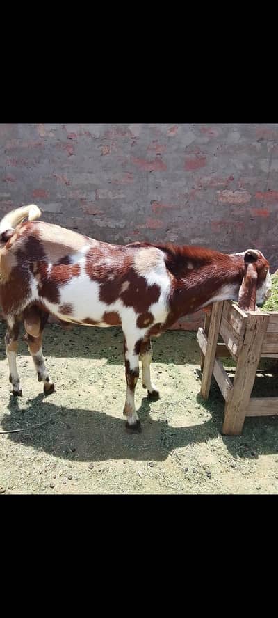 Bakra urgent sale. . contact me. . . . 03027350122