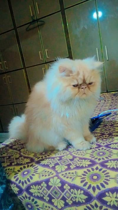name chiku