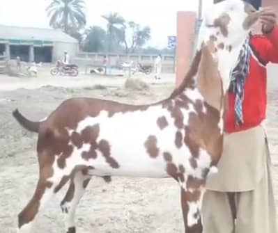 desi Bakra for sale03229844345)