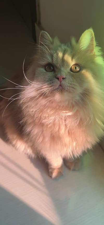 Persian male