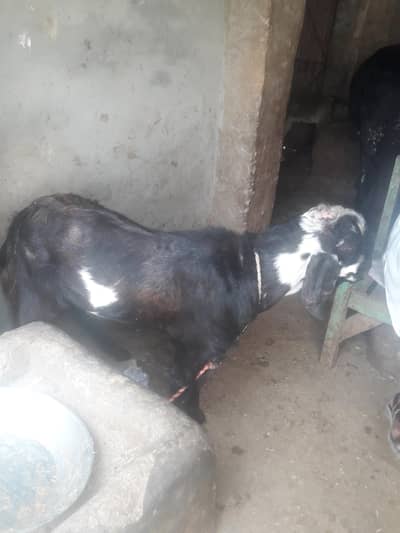 Desi Bakra