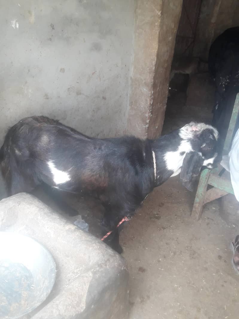 Desi Bakra 0