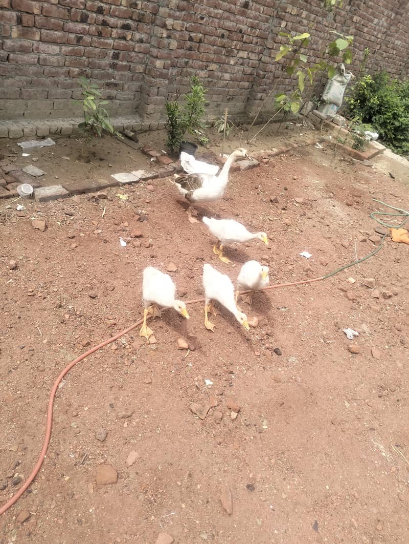 گھر کے پلے ہوئے خوبصورت راج ہنس / بتخیں برائے فروخت (مجموعہ: 5 عدد) 1