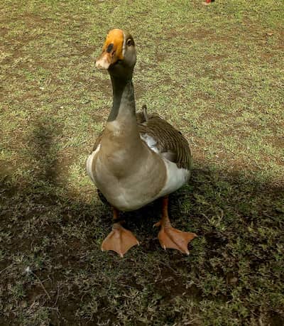 Pair of breeder ducks