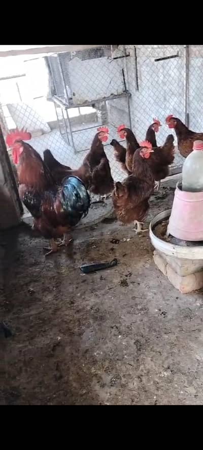 excellent quality rir chics foresale per pic 350