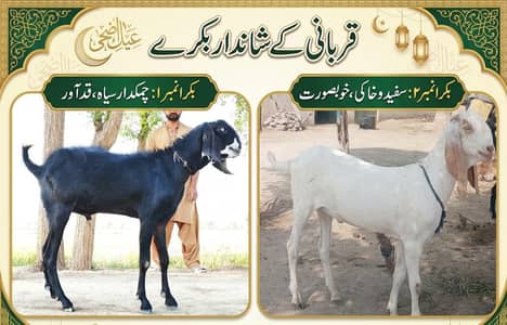 Qurbani ky 2 khoobsurat bakry for sale