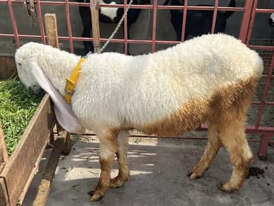 Kajla Chatra pair