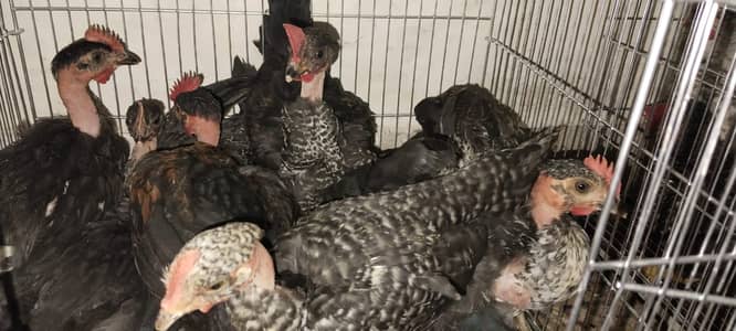 desi murgi / hen / golden misri hen / Desi hen / Desi Anday / eggs