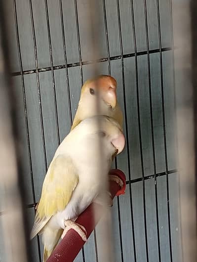 COKTAIL FISHER LOVE BIRD BREEDING PAIRS with MASTER CAGE 8 PORtionSALE
