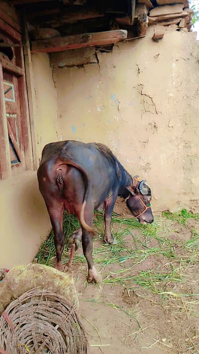 Qurbani