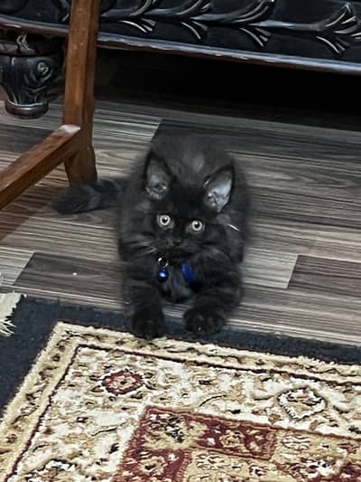 Male active kitten is for sale