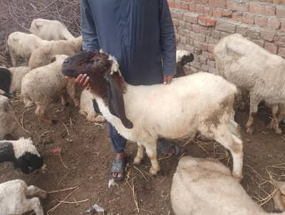 sheep 