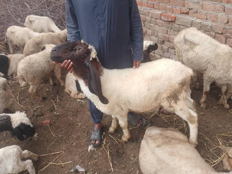 sheep  0
