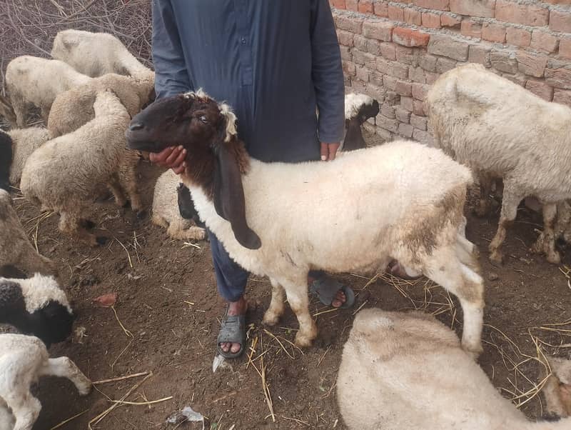 sheep  1