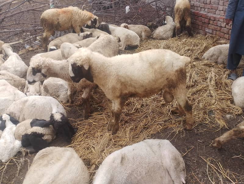 sheep  2