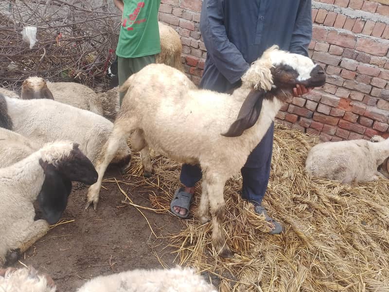 sheep  3