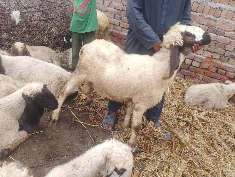 sheep  4