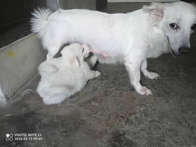 Russian puppies/Russian dogs