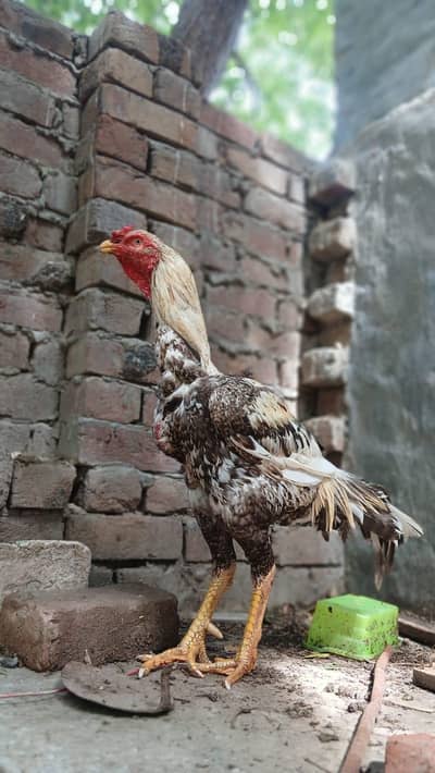 aseel 1 male 2 female for sale