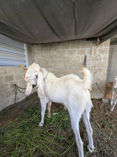 4 dant Bakra available for sale