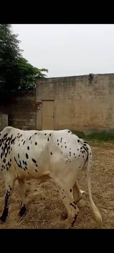 گائے برائے فروخت