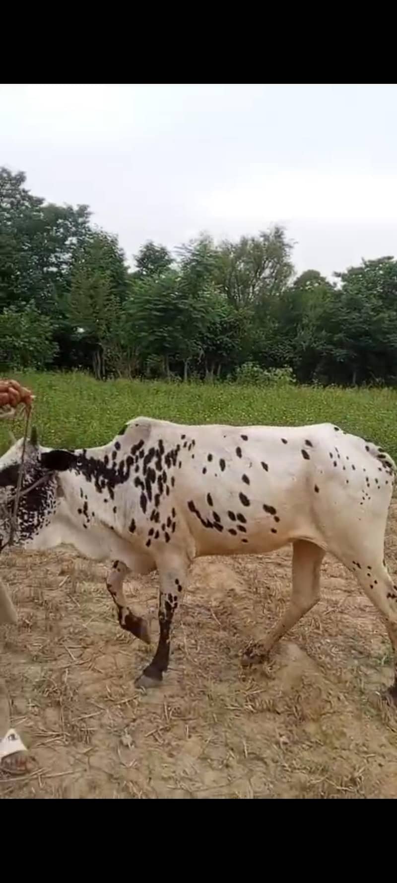 گائے برائے فروخت 1